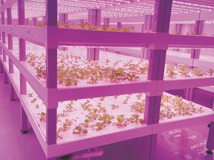 在物美植物工廠里，通過LED燈的照射，蔬菜散發(fā)勃勃生機(jī)。受訪者供圖